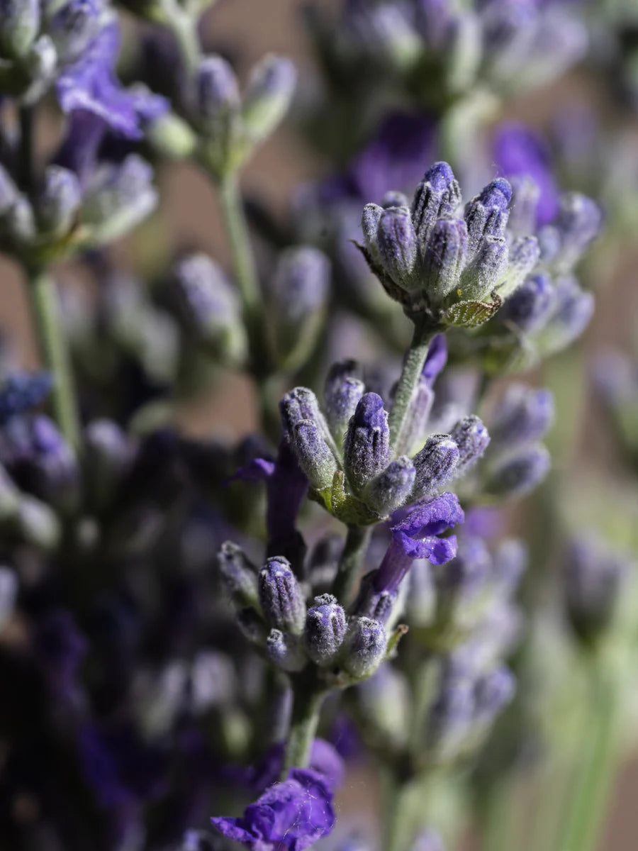 Pura Home - Lavender Fields (Smart Vial) Refill