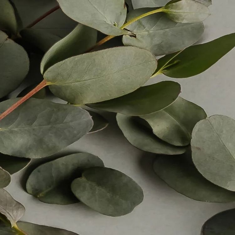 Pura Car - Archipelago - Eucalyptus